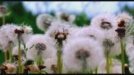 dandelions in a field