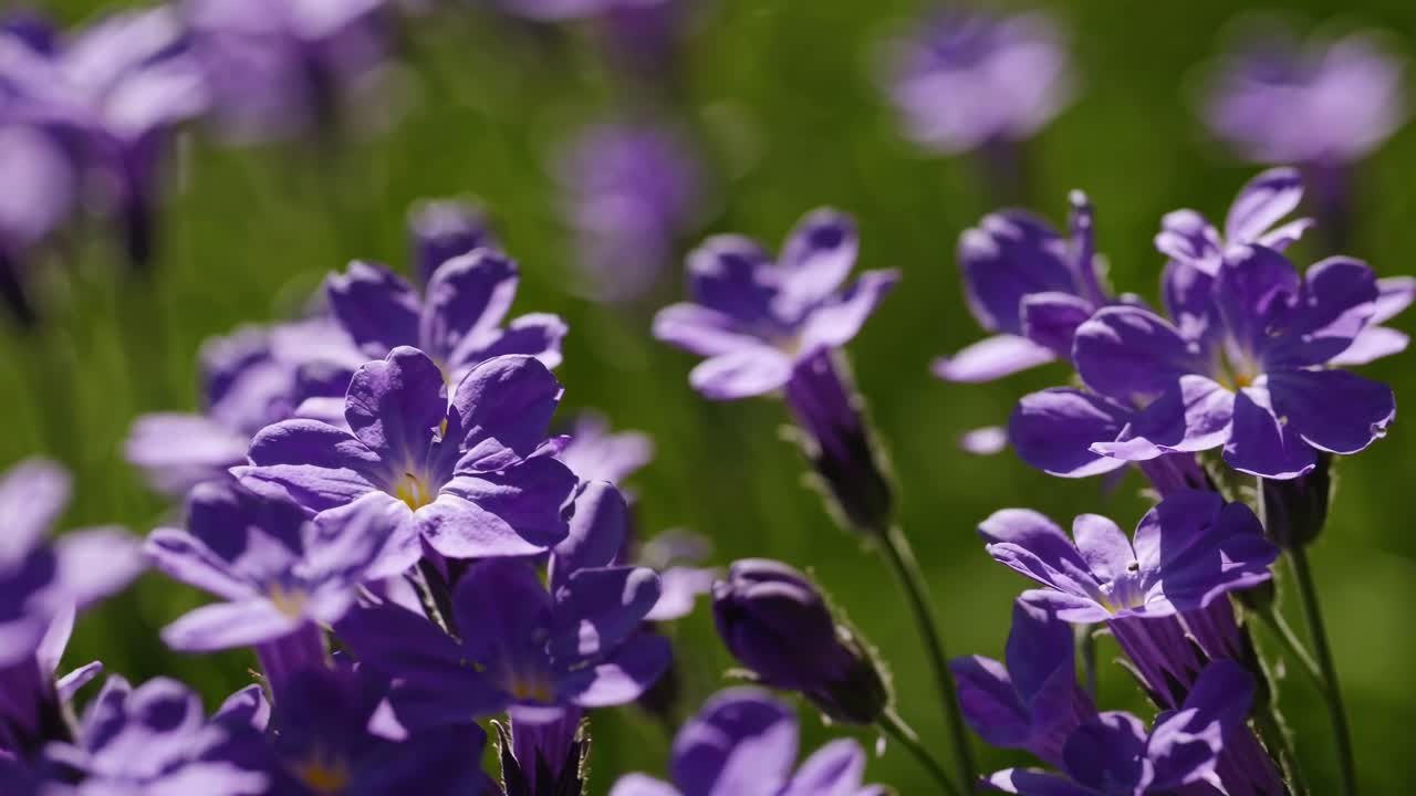 Video ravvicinato di vivaci fiori viola alla luce del sole, ripreso da un angolo basso, che cattura la delicatezza