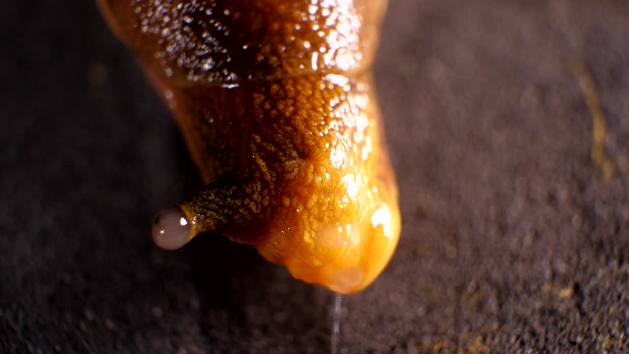 el tiro macro de los caracoles