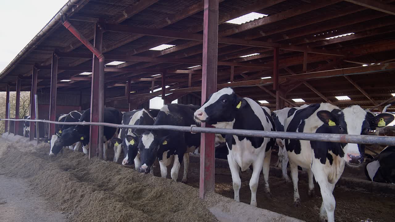 Cows at the Milk Production Factory