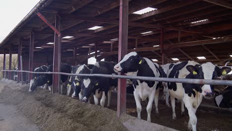 cows at the milk production factory