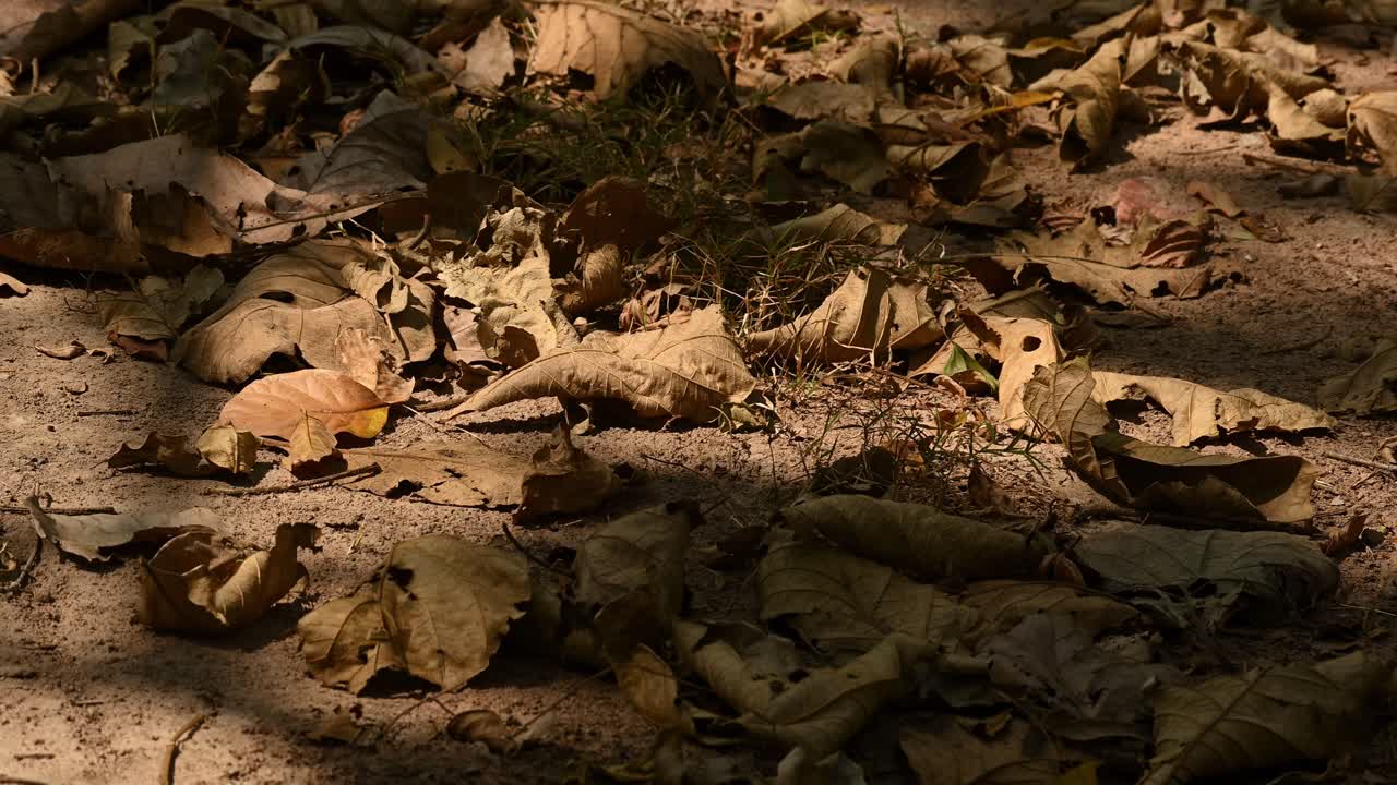 hojas secas y hierba en el suelo con sombras proyectadas por un sol de verano abrasador durante la tarde en un bosque en tailandia