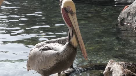 cámara lenta de pelícano frente al agua con libélula que pasa