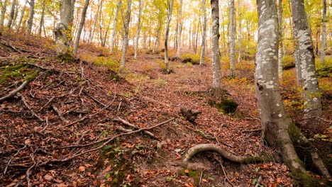 Lapso-De-Tiempo-Deslizante-De-Un-Bosque-En-Otoño-Con-Hojas-Doradas-Y-Raíces-Expuestas-En-El-Suelo-Del-Bosque