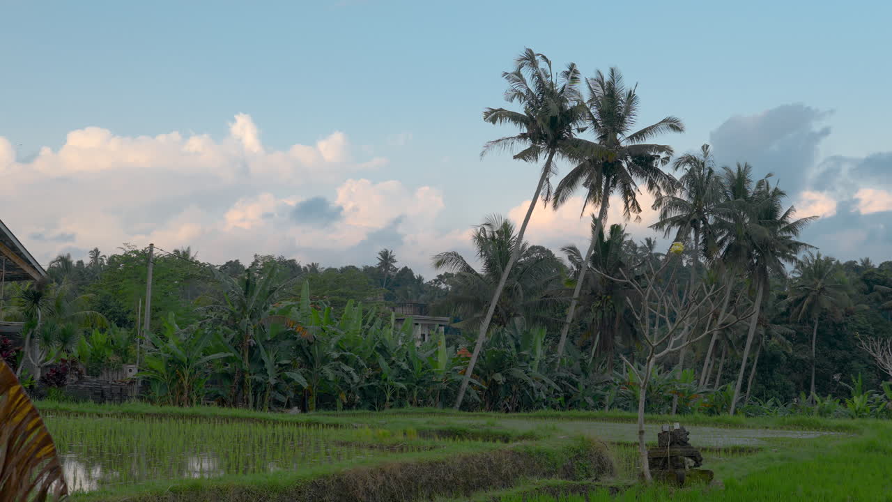 Scena rurale di alberi di banano e cocco vicino alle risaie a Ubud, Bali, Indonesia