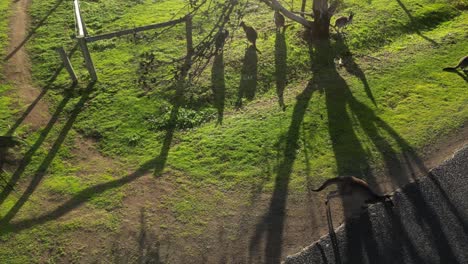 aerial top down shot of wild kangaroo leaving farm field and crossing asphalt road at sunset time - slow motion shot