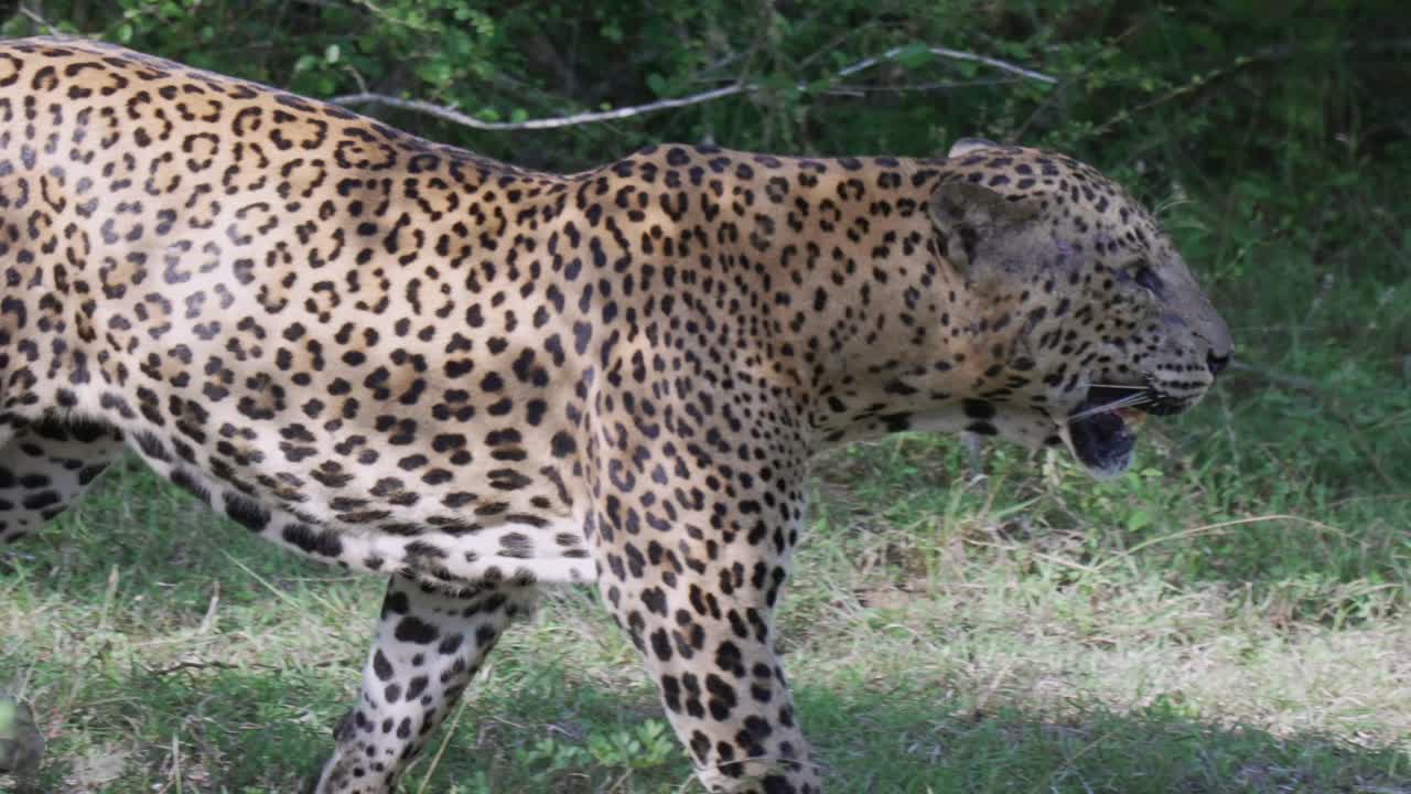 Leopard walking in Yala National Park, close-up side view, wild, alert and focused