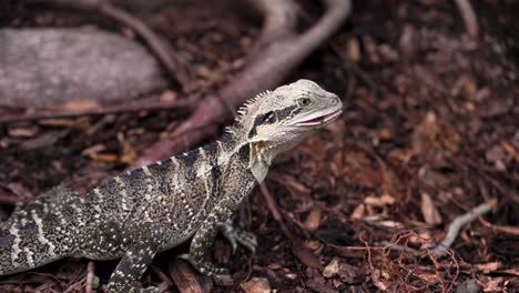 Australischer-Östlicher-Wasserdrache-Frisst-Einen-Wurm-Und-Blickt-Dann-In-Die-Kamera