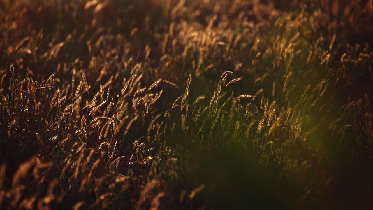 Vibrant Santa Cruz sunset with stunning ocean views, golden skies, and rolling waves—ideal for cinematic scenes, travel videos, or peaceful nature backgrounds.