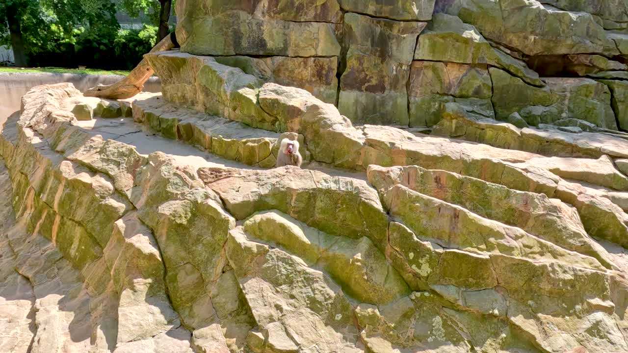 A single baboon sits quietly on layered artificial rocks in a sunlit outdoor zoo enclosure, surrounded by greenery. Static wide shot, natural daylight