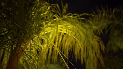 una vista de un árbol grande, toma de primer plano, toma de bajo ángulo