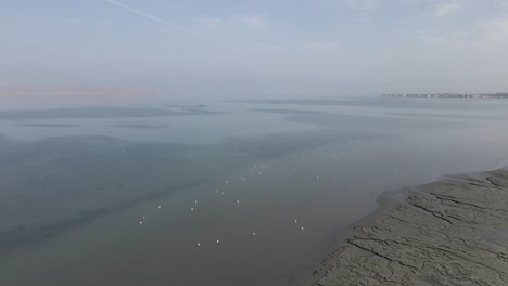 Flamingos-feed-in-shallow-muddy-water-on-Peruvian-coast-near-Paracas