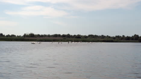 Vögel,-Die-In-Der-Wildnis-Auf-Dem-Wasser-Fliegen