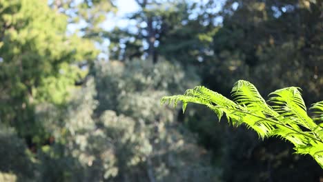 primer plano de un helecho con fondo forestal
