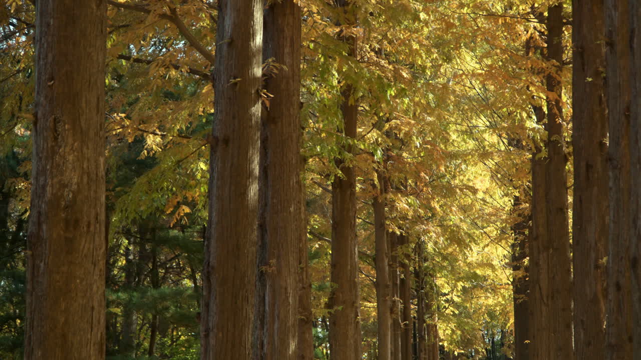 callejón metasequoias amarillo bordeado en el parque forestal yangjae en seúl