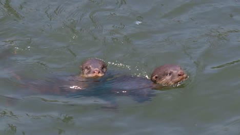 singapore - smooth-coated otter pups learning how to swim - close up slow motion