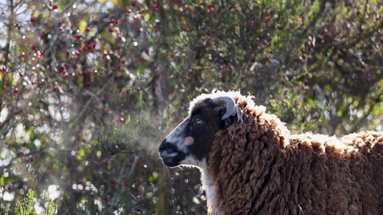 A woolly horned sheep stands in a lush, sunlit environment in Queenstown, New Zealand, highlighting its natural beauty and tranquility