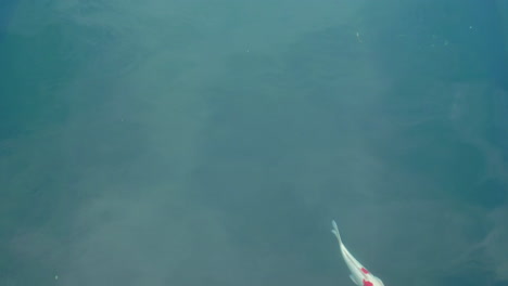 peces koi nadando en el agua