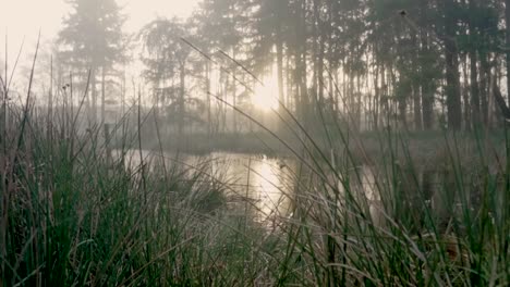 sunrise over a foggy forest marsh