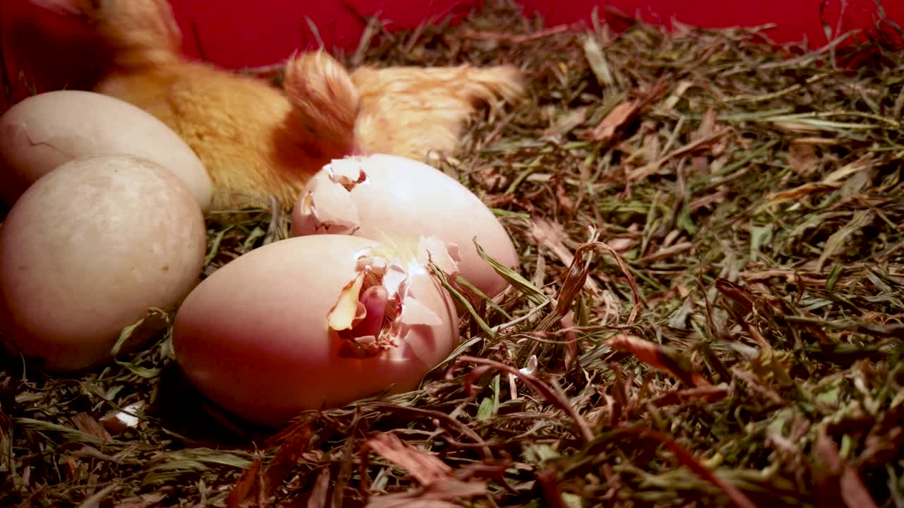 Duck eggs hatching with fuzzy newborn ducklings grooming in background