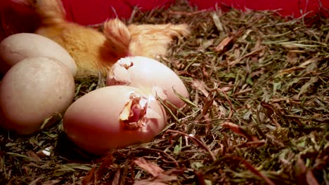 huevos de pato eclosionando con patitos recién nacidos borrosos acicalándose en segundo plano