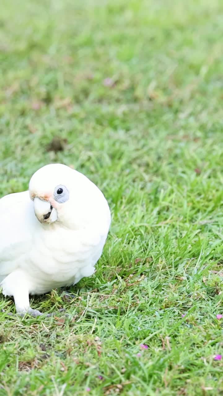 Bird walks, pecks ground, then flies away.