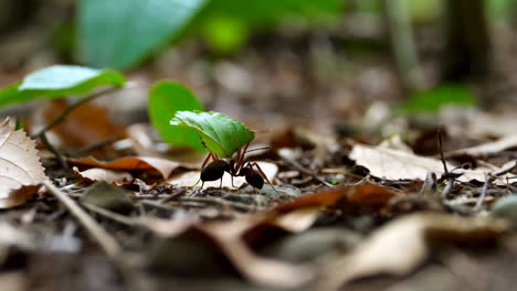 ant carrying a green leaf
