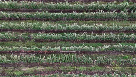 Orchard-Aerial:-Rows-of-Apple-Trees-in-British-Columbia-Okanagan-from-a-Bird's-Eye-View