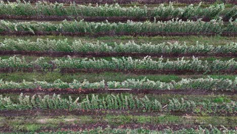 Orchard Aerial: Rows of Apple Trees in British Columbia Okanagan from a Bird&#039;s-Eye View