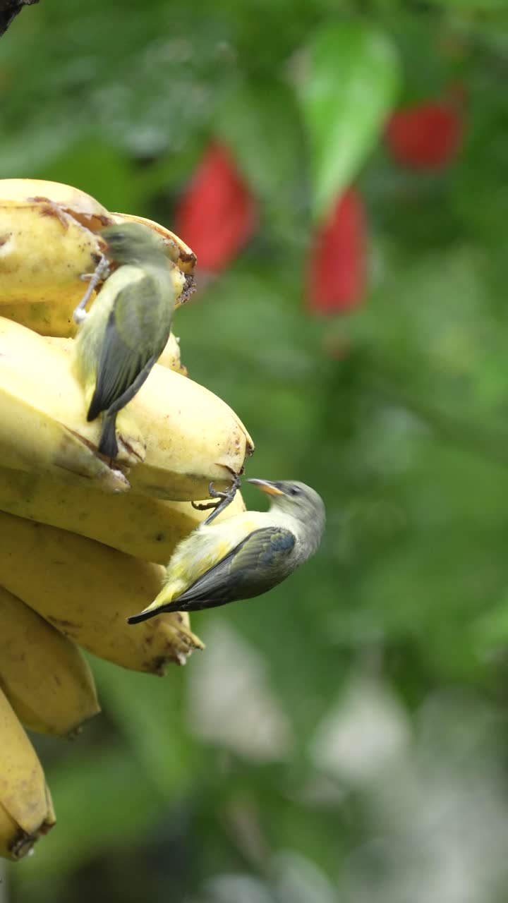 Group of Orange-belli birds perched on a bunch of ripe bananas, pecking at the fruit for nourishment