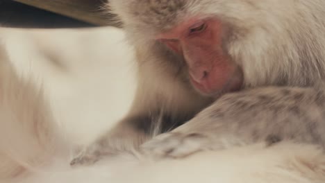 close up shot of snow monkey or japanese macaque