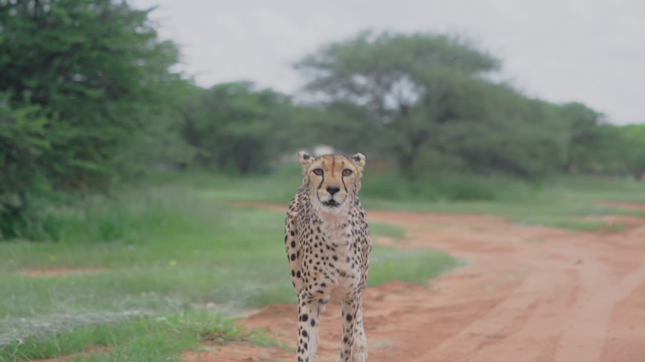Cheetah in the African Savanna