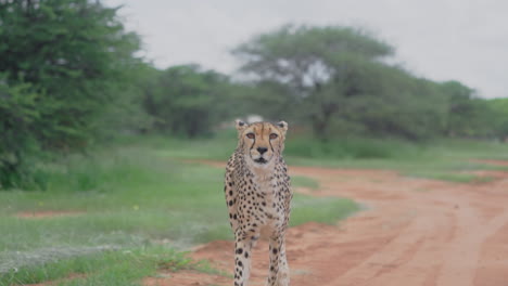 cheetah in the african savanna