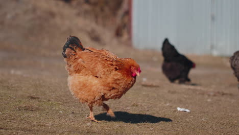 free range brown domestic chicken eating grains, peck yellow grass on small eco home coop farm