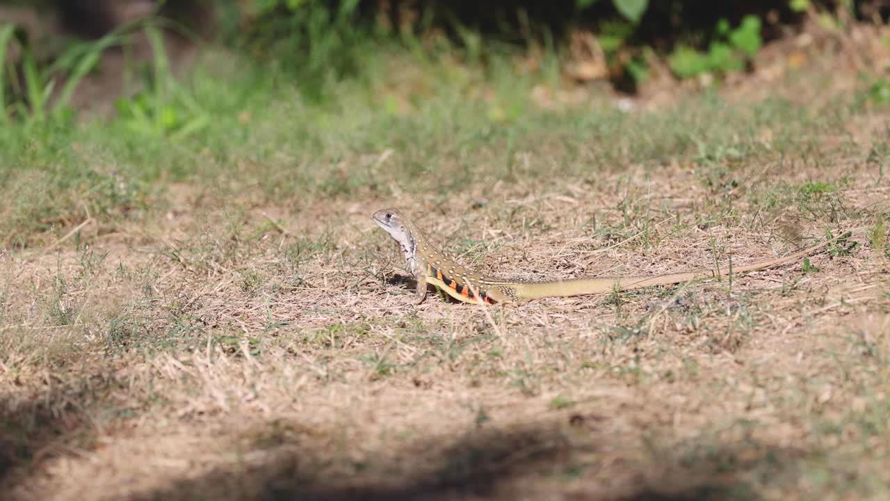 ящерица, загорающая на травянистой земле.