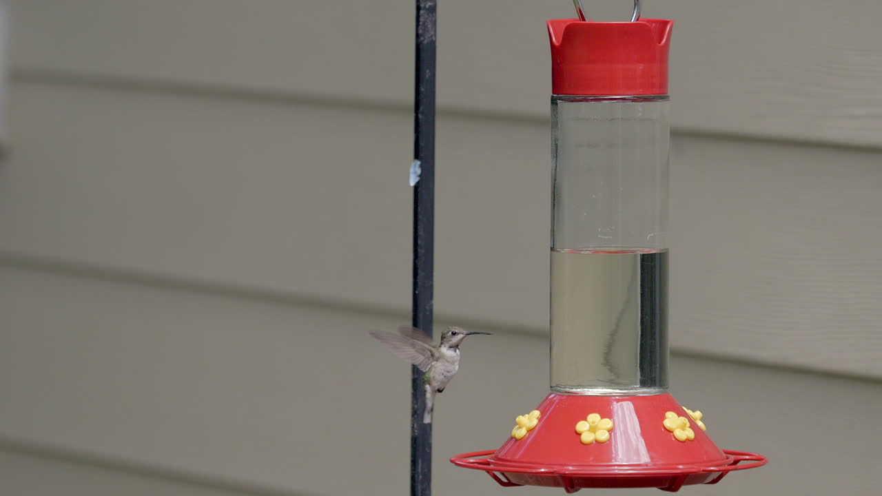 벌새가 새 모이통에서 느린 동작으로 먹이를 먹고 있습니다.