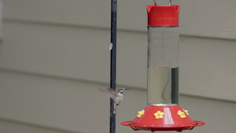 a hummingbird feeds from a bird feeder in slow motion