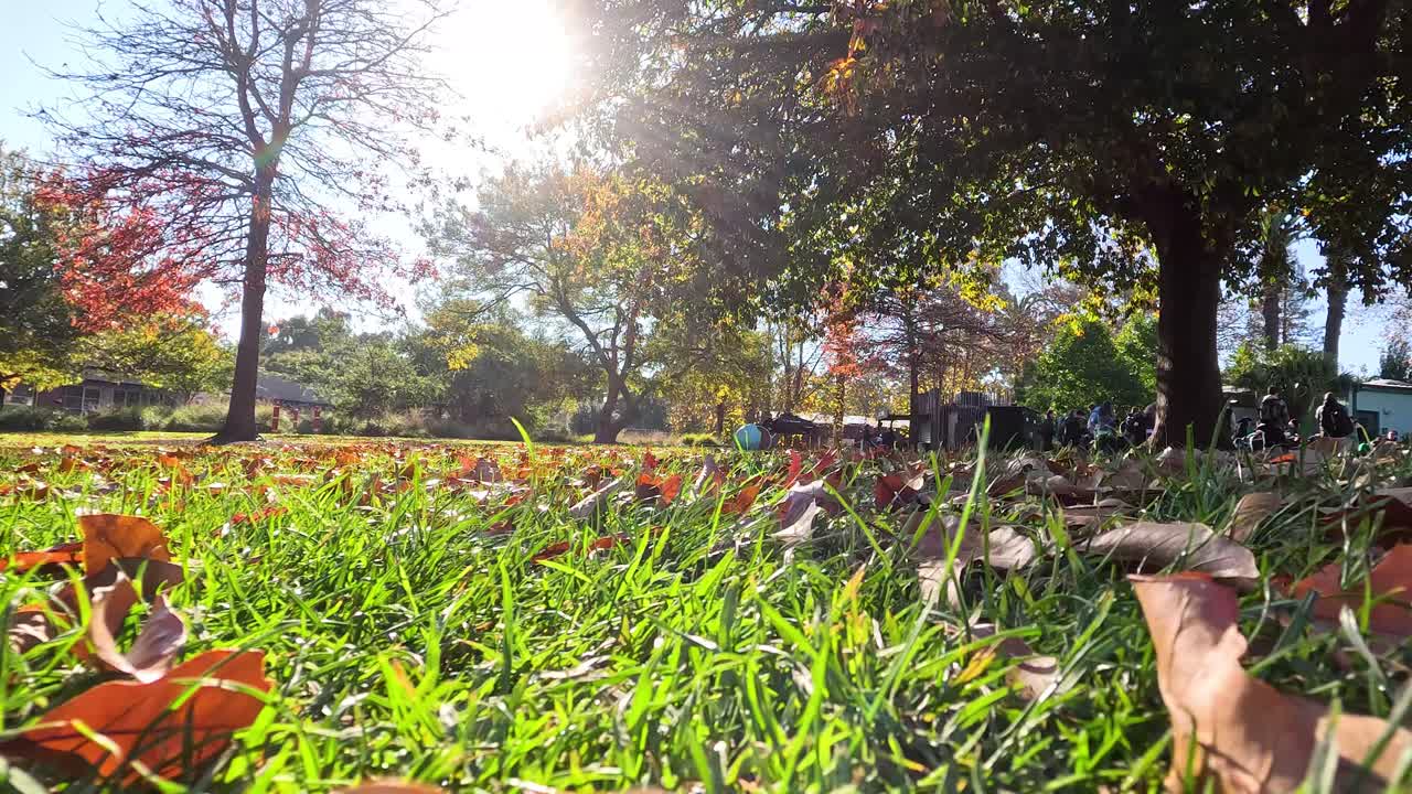 이 많은 공원에서 잎이 떨어지는 것