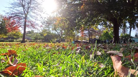 falling leaves in a sunny park