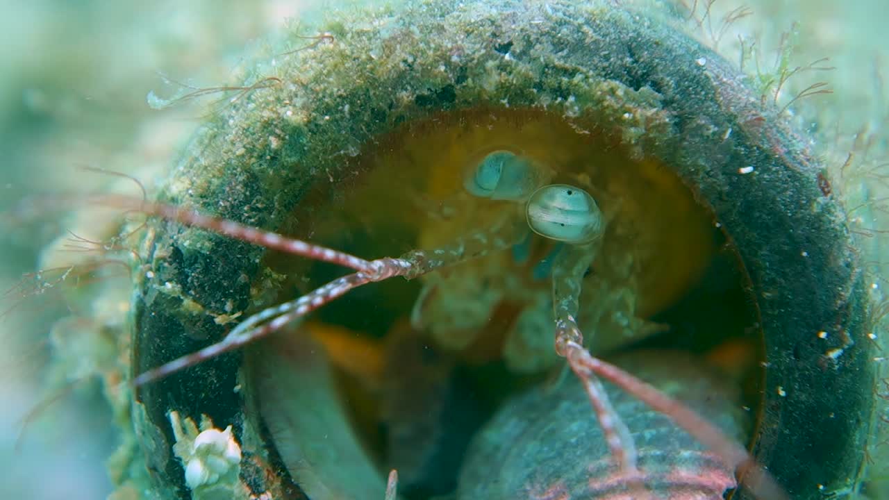 coloridos camarones mantis usan una botella de vidrio cubierta de algas para hacer un nido de madriguera en casa