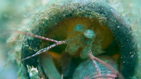 colorful mantis shrimp uses algae covered glass bottle for home burrow nest