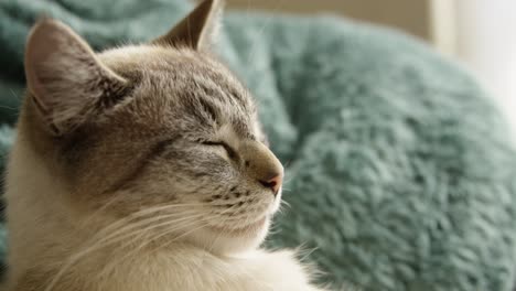 hermoso gato gris blanco durmiendo ojos cerrados en cámara lenta 4k