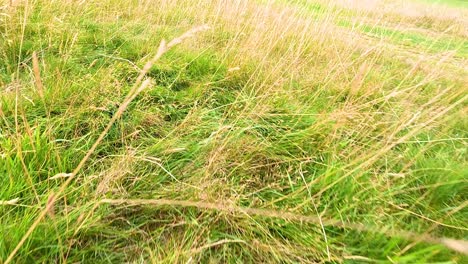 grass and wildflowers swaying in the breeze