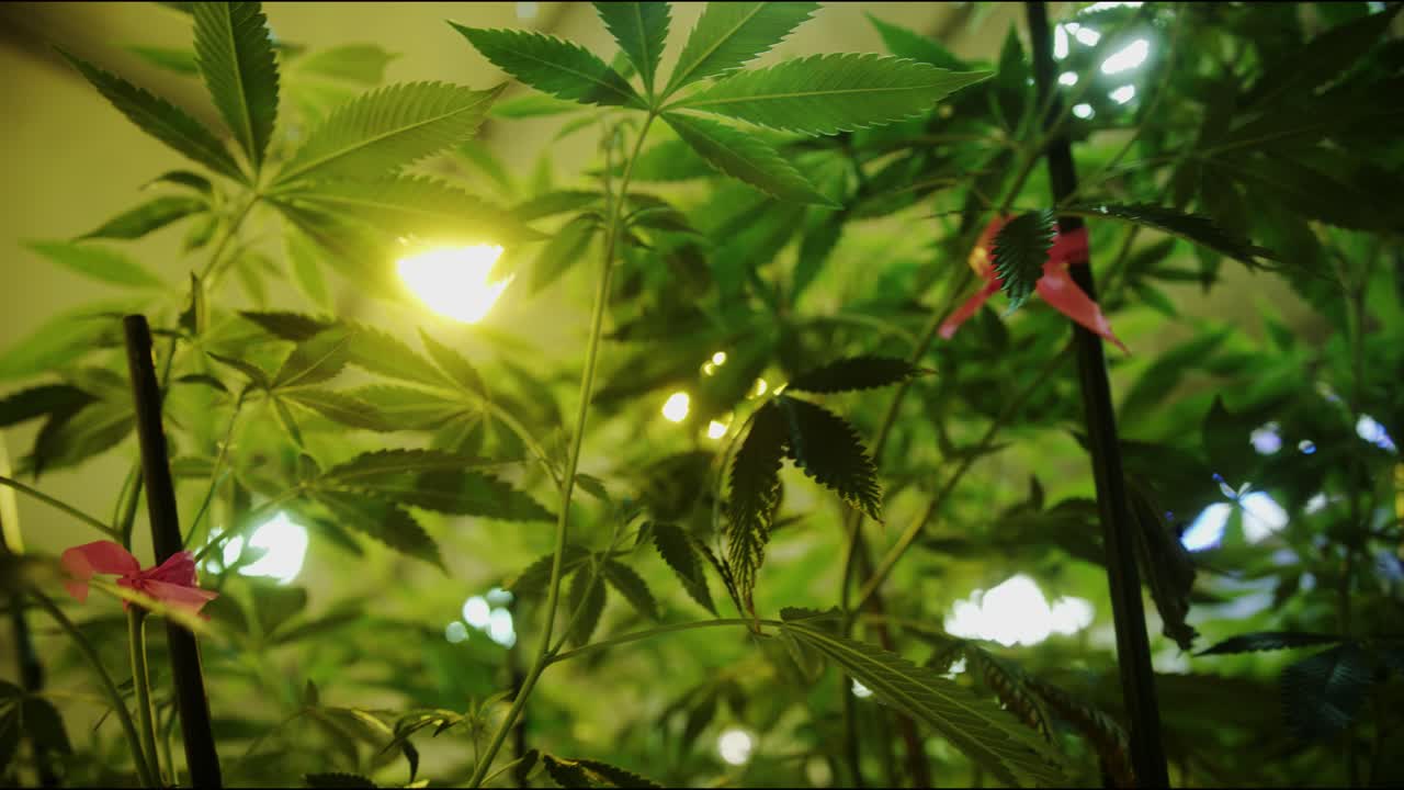 plantas de marihuana bajo la luz del sol en la sala de cultivo