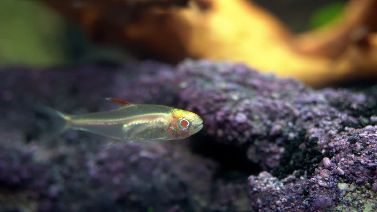 pez albino con cuerpo transparente flota y mueve los ojos