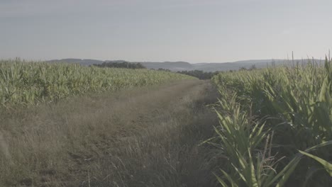 cornfield in franconia with fichtelgebirge in the background + dirt road - 6 - log footage