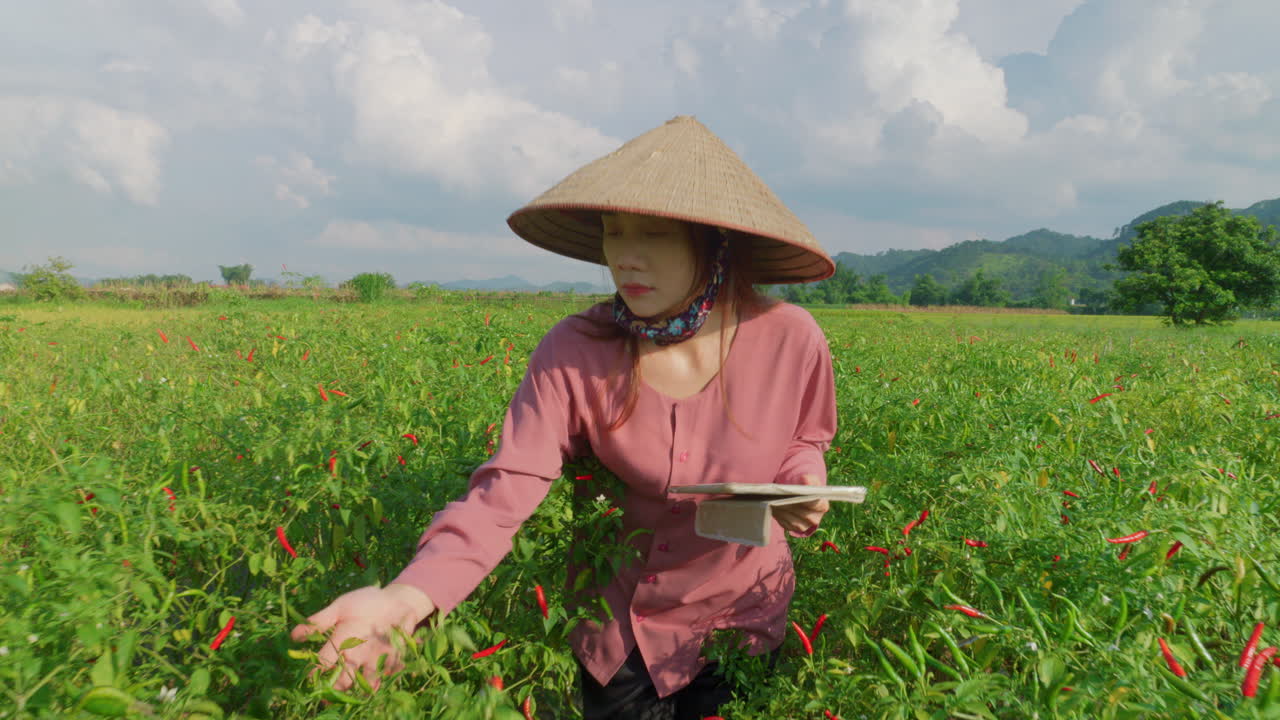 Asian Woman Examining Chili Pepper Crop in Field