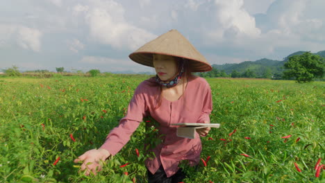 asian woman examining chili pepper crop in field