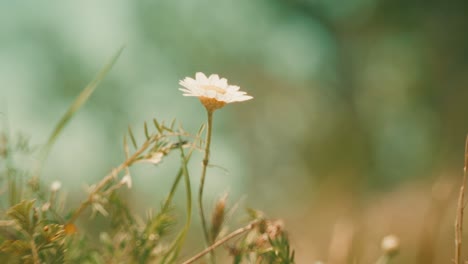 Beautiful wildflowers swaying in the wind, captured with a Petzval-style lens that adds a vintage, dreamy atmosphere with soft swirly bokeh and warm pastel tones.