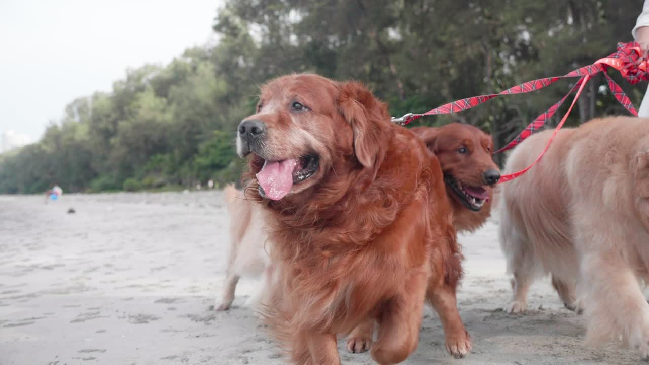 골든 리트리버 개와 함께 해변을 는 여성 건강한 여가 시간과 야외 운동